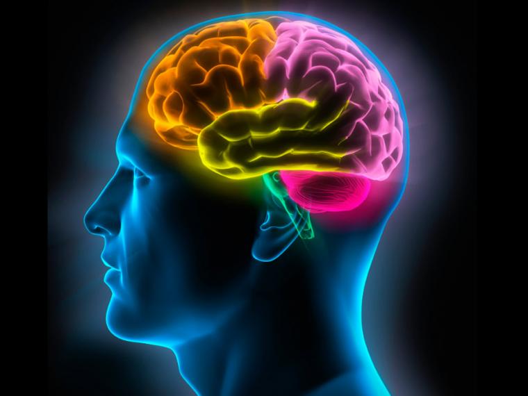 Mente, Sociedad y Conducta: avances en neurociencias