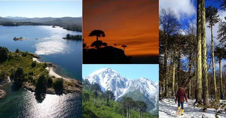 Villa Pehuenia Moquehue, un destino paradisíaco en Neuquén