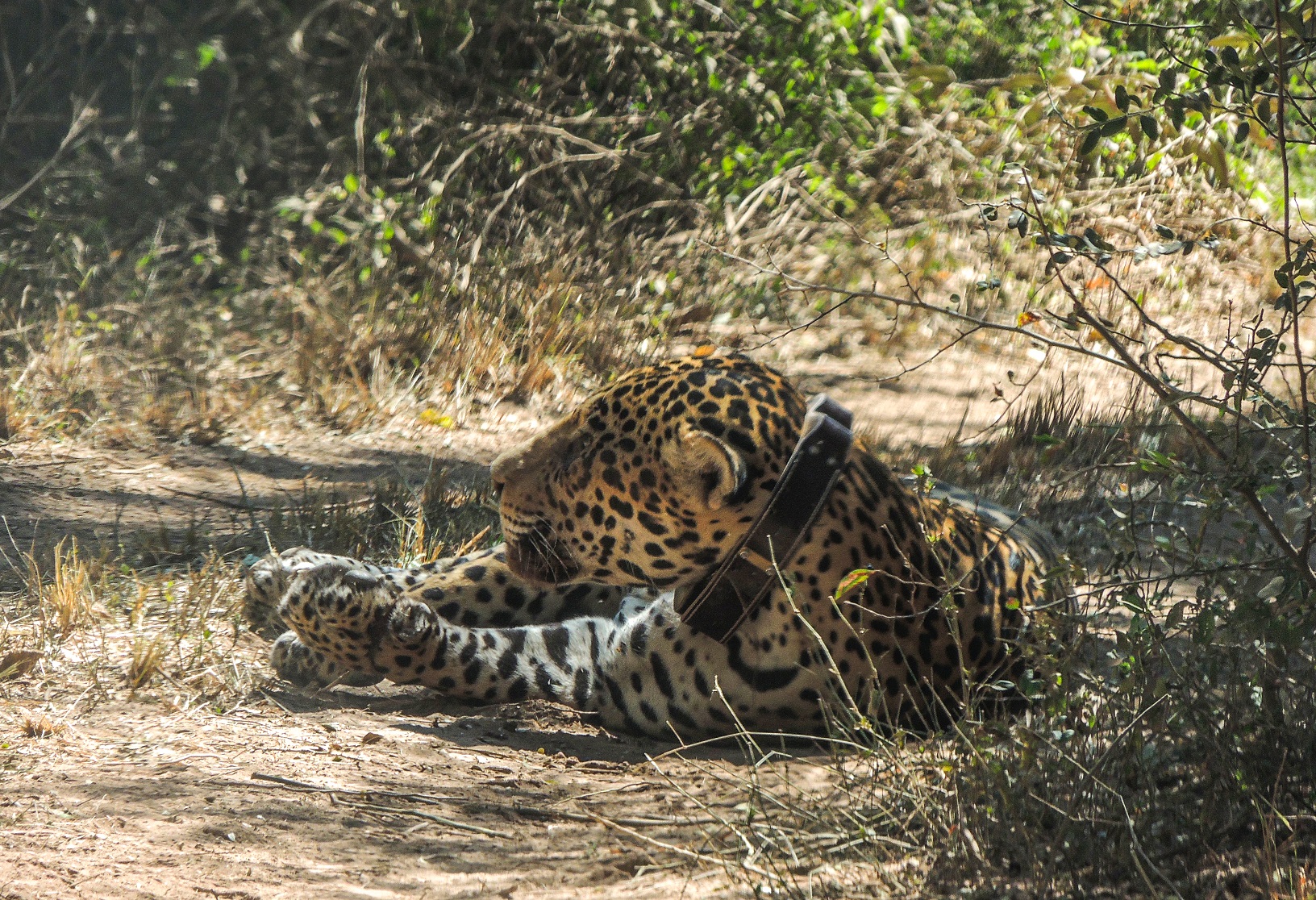 Yaguareté en el Parque Nacional El Impenetrable