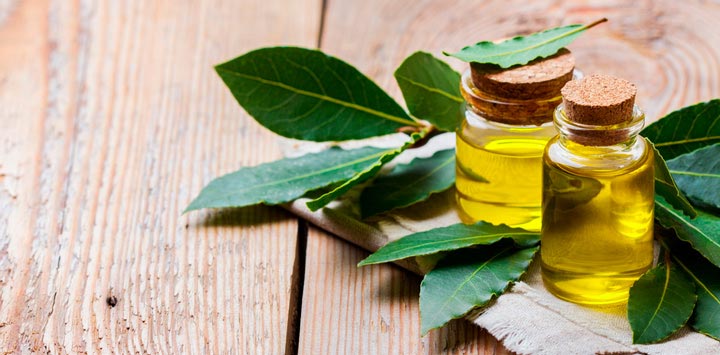Beneficios y propiedades de las hojas de laurel