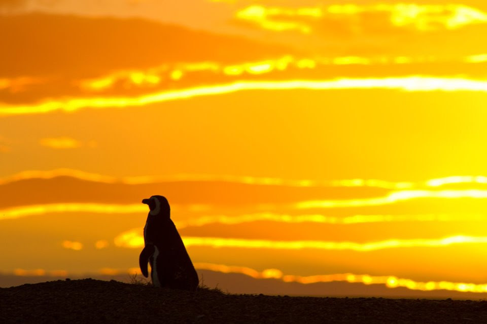 Trelew promociona la Temporada de Pingûinos y el verano en el Valle de Chubut
