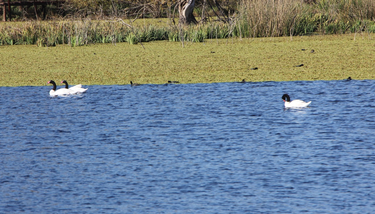 Provincia de Buenos Aires Laguna de Ratto un espectáculo natural en Roque Pérez