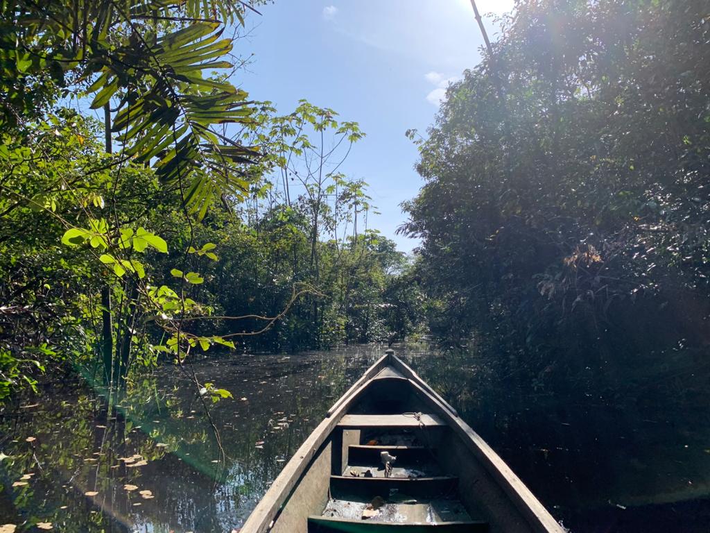Mes de la Amazonia: ¿cuál es la importancia de este bioma y cómo impacta a la Argentina?