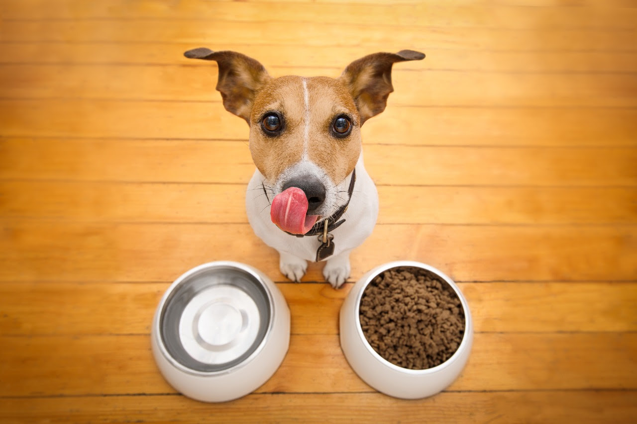 Nutrición animal: cinco consejos para elegir el alimento adecuado para perros y gatos
