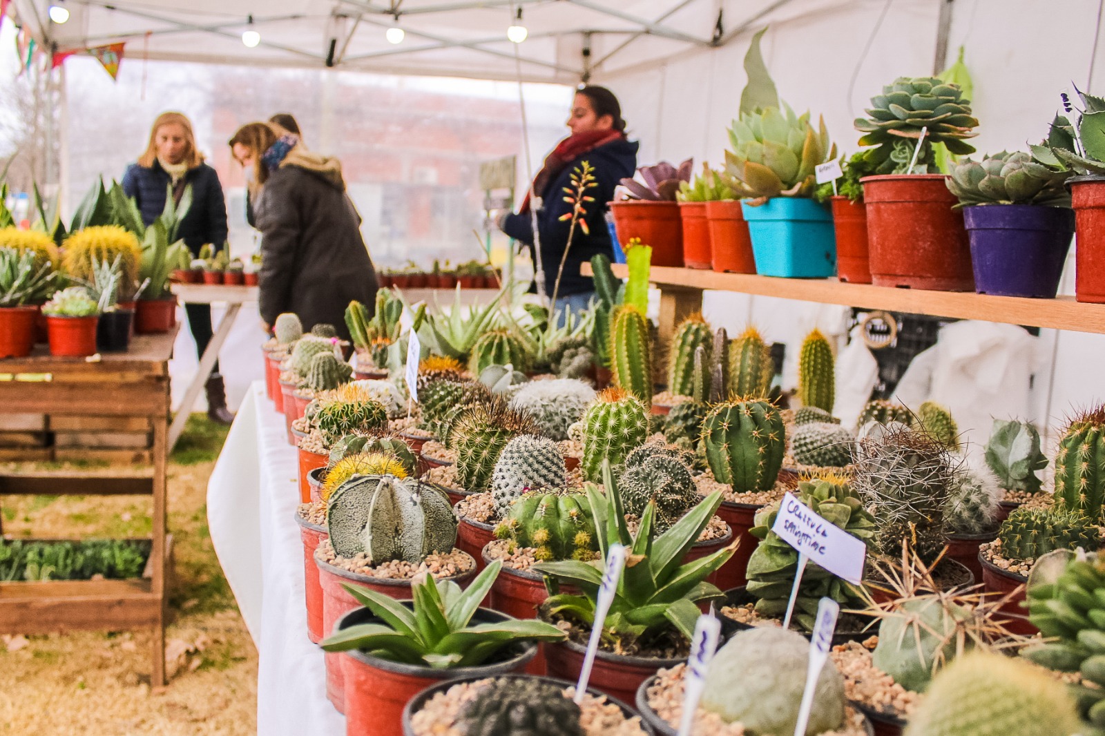 SE VIENE LA EXPO CACTUS TAPALQUÉ 2023