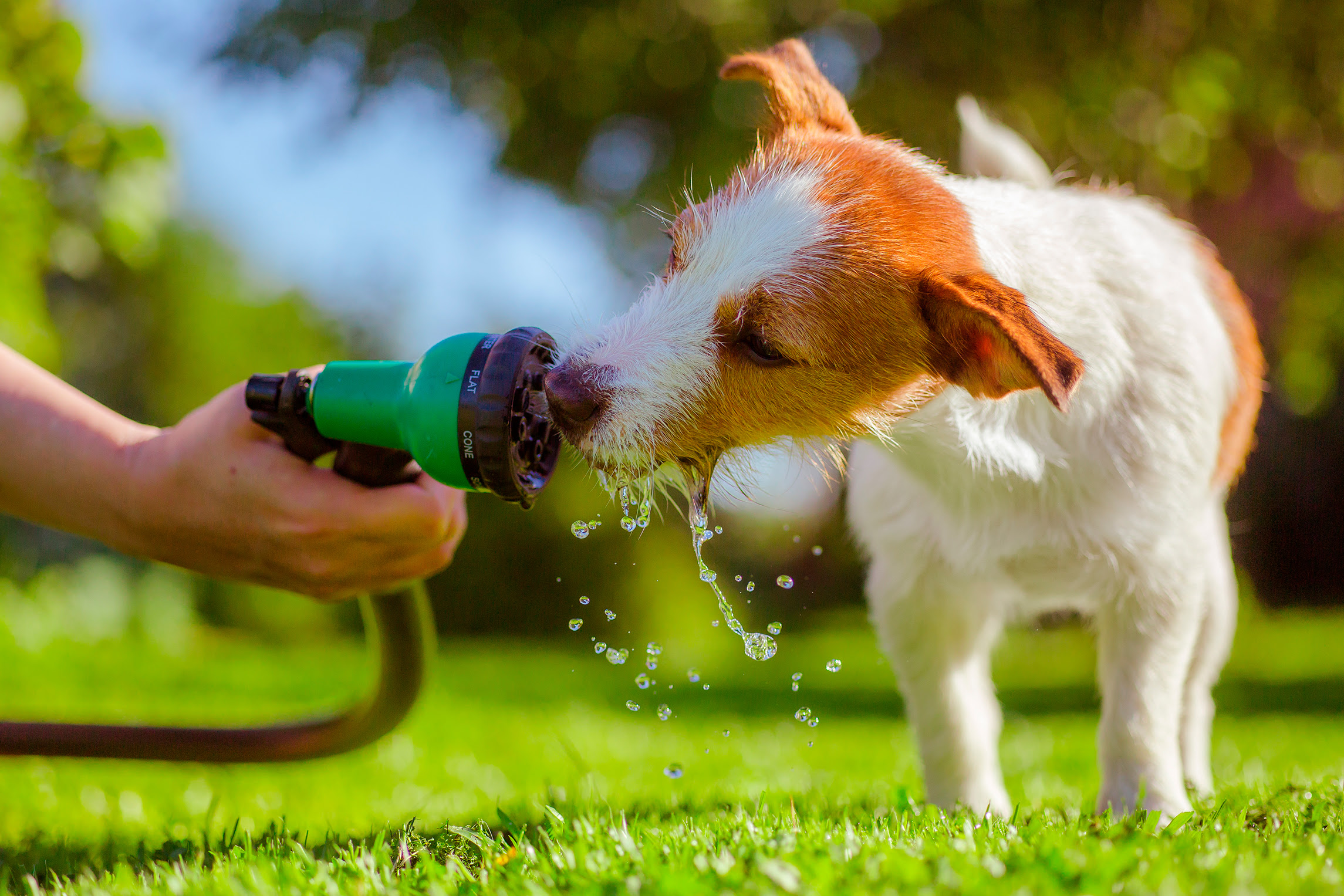 ¿Cómo saber si una mascota está sufriendo un golpe de calor?