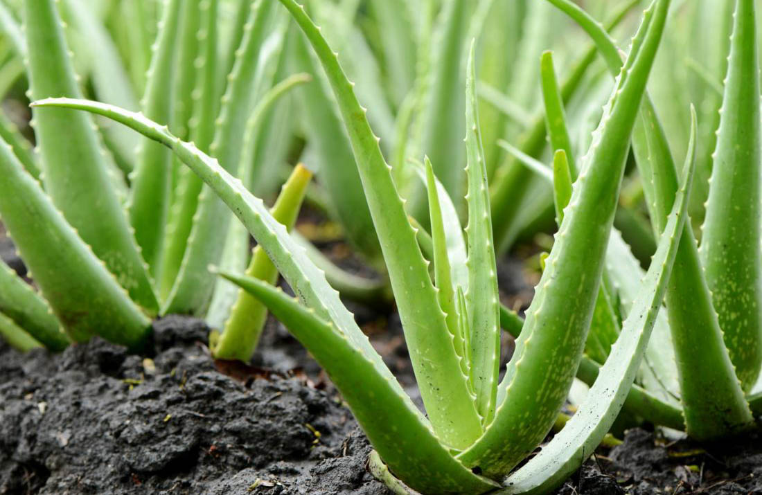 Aloe Vera: La investigación Argentina que promete una revolución en la ciencia