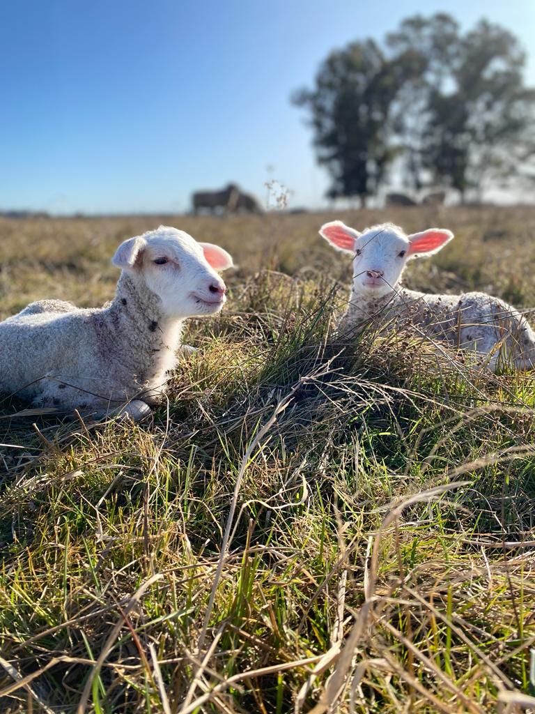 Chorizos de cordero de Tapalqué, una historia familiar