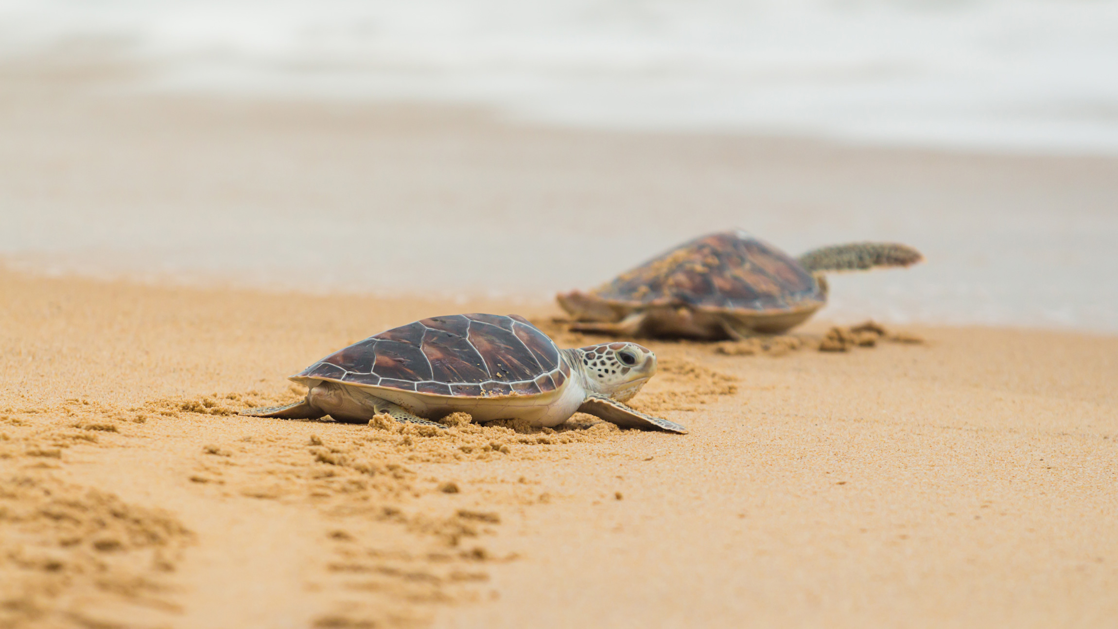 EL CONCURSO DE TURISMO COMUNITARIO PREMIA LA ‘ECO RUTA TORTUGA’