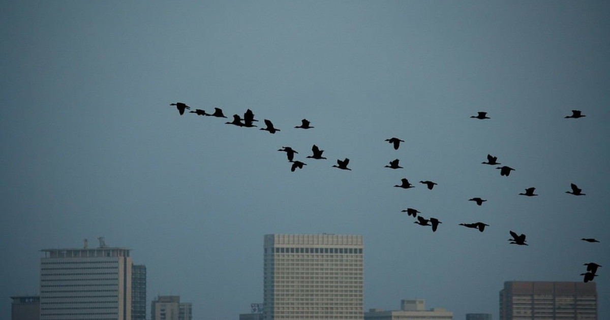 ¡Más Vale Volando!  Un evento para reconectarse con la naturaleza en la ciudad