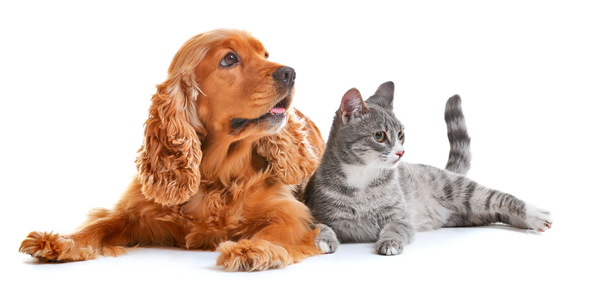 Pet Economy: un mercado en auge que define hábitos de consumo