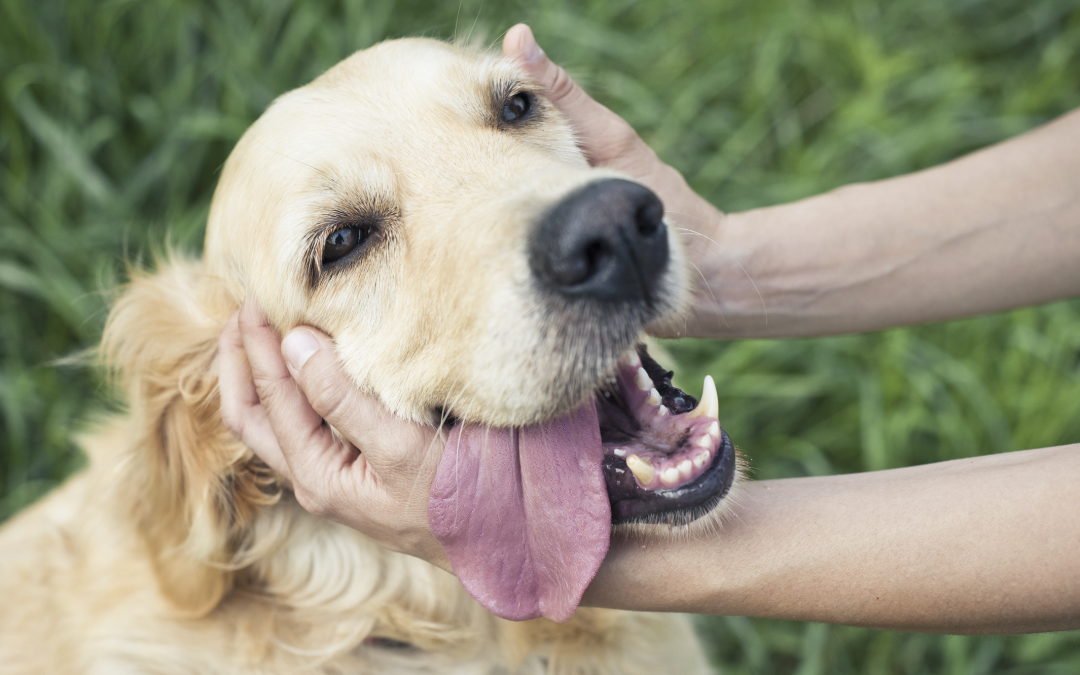 El desafío de proteger a las mascotas, sin desequilibrar la economía del hogar